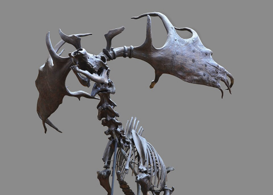 Skeleton of the extinct Giant Irish Elk (Megaloceros giganteus).